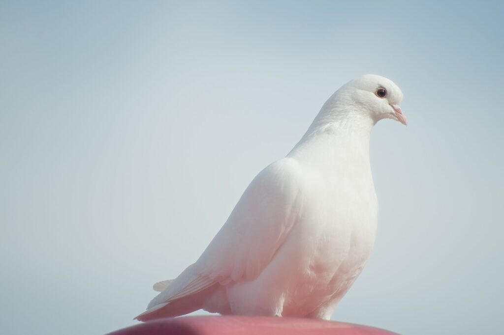 Adove against a pale blue background